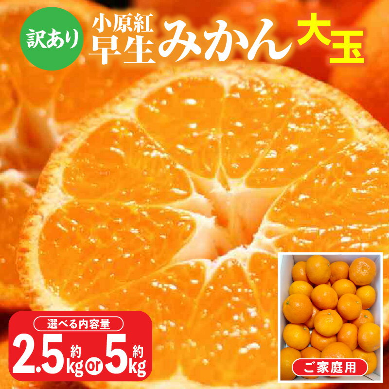 ＼寄附額改定／内容量が選べる【訳あり】ご家庭用小原紅早生みかん(大玉)　 | みかん 蜜柑 小原紅早生 早生 果物 フルーツ 青果 青果物 デザート スイーツ アレンジ オリジナル品種 小原紅早生 Lサイズ 柑橘 フルーツ