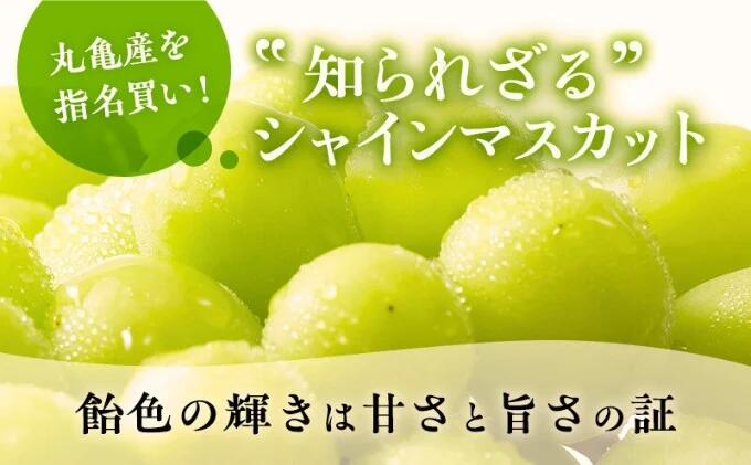【ふるさと納税】 先行予約 大房 シャインマスカット 1房 約750g 特大 大房 マスカット ぶどう 葡萄 ブドウ フルーツ 果物 くだもの ふるさと納税シャインマスカット ふるさと納税ぶどう 瀬戸内 高級 デザート スイーツ 果実 甘い 旬 国産 送料無料 ふるさと納税 サムネイル3