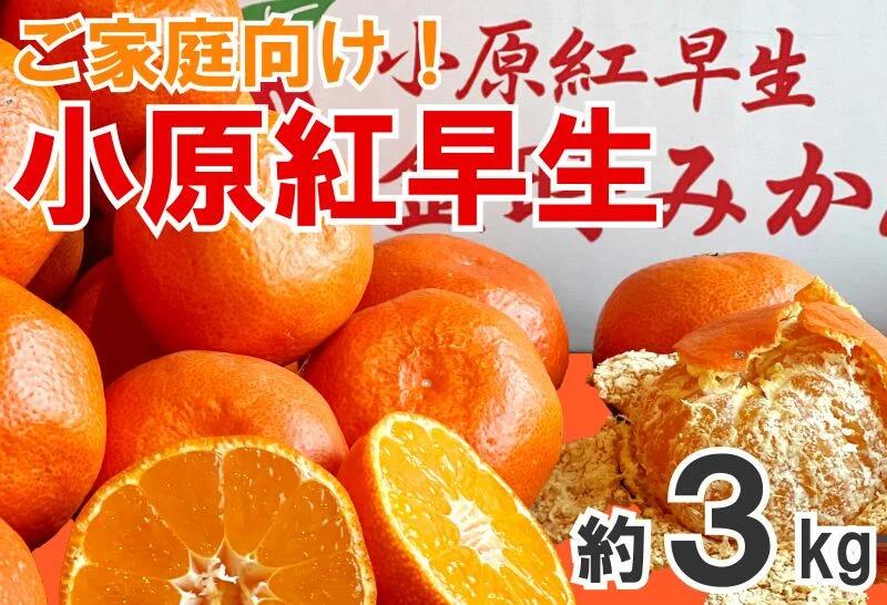 先行予約 家庭用 みかん 小原紅早生 約3kg 紅みかん 蜜柑 温州みかん 柑橘 甘い ふるさと納税 フルーツ 果物 くだもの デザート スイーツ ケーキ ゼリー ジュース アイス シャーベット ジェラート ふるさと納税みかん ふるさと納税柑橘 送料無料