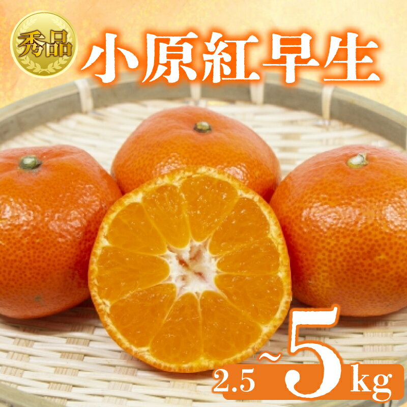 【2026年1月初旬より順次発送】【秀品】小原紅早生 約2.5kgから5kg みかん 甘い ミカン 蜜柑 フルーツ 果物 くだもの 柑橘 柑橘類 デザート ジュース ゼリー 旬 産地直送 冬の味覚 旬の果物 旬のフルーツ
