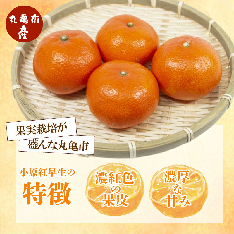 【ふるさと納税】 【2026年1月初旬より順次発送】【秀品】小原紅早生 約2.5kgから5kg みかん 甘い ミカン 蜜柑 フルーツ 果物 くだもの 柑橘 柑橘類 デザート ジュース ゼリー 旬 産地直送 冬の味覚 旬の果物 旬のフルーツ サムネイル2