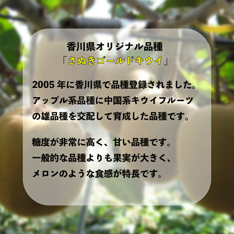 【ふるさと納税】 さぬきゴールドキウイ 選べる 約1kg ~ 約3kg 先行予約 キウイ 果物 フルーツ 香川県 丸亀市 サムネイル2