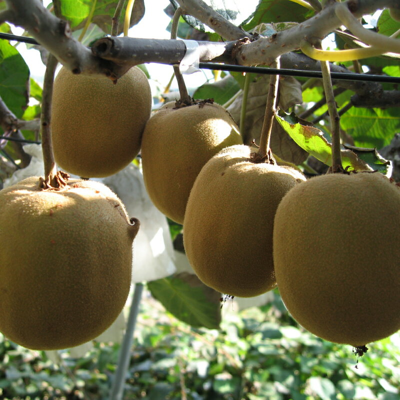 【ふるさと納税】 さぬきゴールドキウイ 選べる 約1kg ~ 約3kg 先行予約 キウイ 果物 フルーツ 香川県 丸亀市 サムネイル3