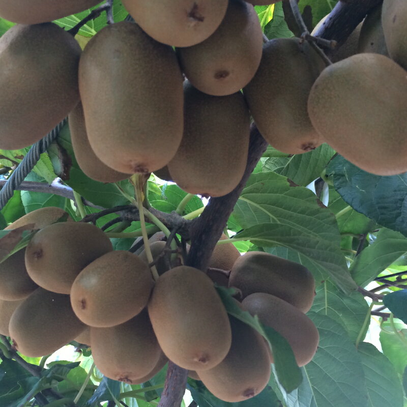 【ふるさと納税】 さぬきキウイっこ キウイ 選べる 約1kg - 約3kg 常温 先行予約 11月上旬以降発送 果物 フルーツ 香川県 丸亀市 サムネイル3