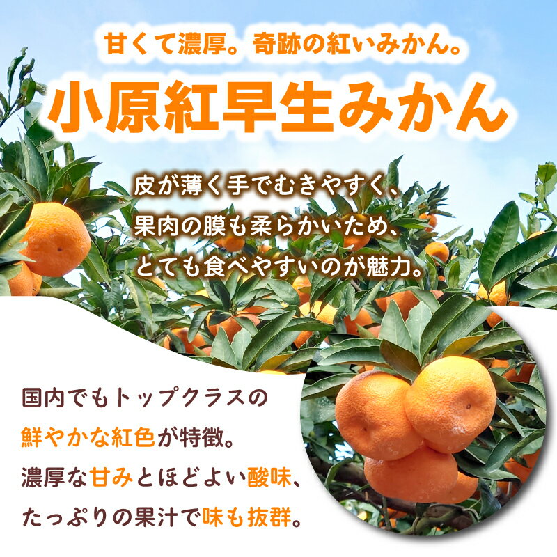 【ふるさと納税】 先行予約 みかん 蜜柑 約2kg 3kg 4.7kg 10kg 小原紅早生 小原紅早生みかん 柑橘 オレンジ 果物 フルーツ 果実 旬 家庭用 11月下旬～12月下旬 配送 選べる 容量 香川県 丸亀市 サムネイル2