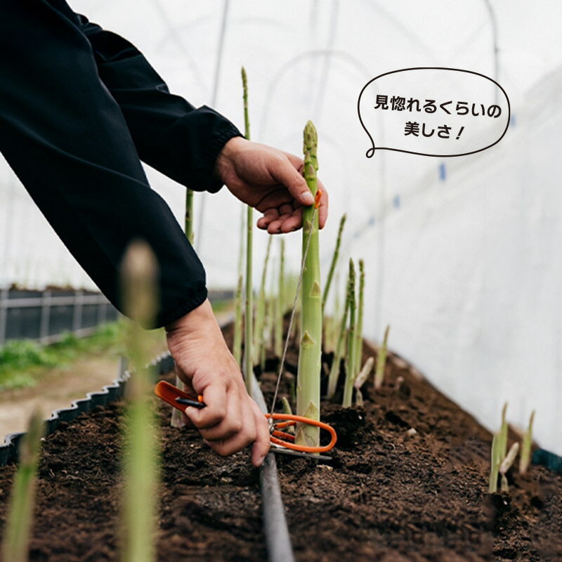 【ふるさと納税】 【2026年先行予約】 グリーンアスパラガス さぬきのめざめ 500g～2kg 有機肥料 朝採れ 産地直送 人気 新鮮 美味しい 甘い 特産 グルメ 青空レストラン サラダ BBQ アスパラ アスパラガス 高品質 希少 フレッシュ 野菜 旬 丸亀市 香川県 SUKINOKA スキノカ - 画像2