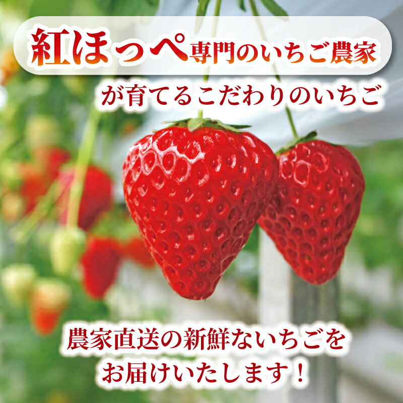 【ふるさと納税】 いちご 紅ほっぺ 苺 約 500g 1kg 【選べる配送月】 果物 フルーツ くだもの イチゴ ジューシー 果汁 果実 ケーキ ジュース ゼリー アイス ジャム デザート スイーツ ふるさと納税いちご ふるさと納税フルーツ 国産 香川県 丸亀市 発送期間：2月～5月 サムネイル3