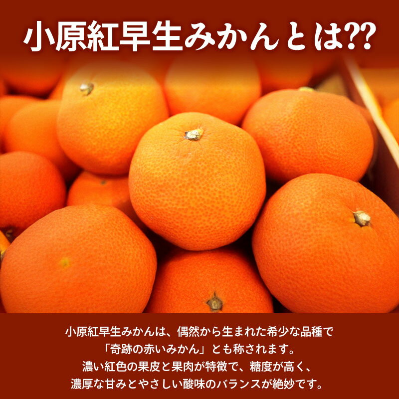 【ふるさと納税】 先行予約 小原紅早生みかん 選べる容量 約1.2kg 約3kg 果物 フルーツ みかん 蜜柑 紅みかん 柑橘 温州みかん デザート スイーツ ケーキ ジュース ゼリー アイス シャーベット ジェラート フルーツ大福 ギフト 家庭用 香川県 丸亀市 マミィギフト サムネイル2
