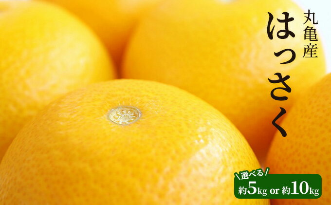 【ふるさと納税】 先行予約 はっさく 八朔 選べる容量 約5kg 10kg 柑橘 ミカン みかん 蜜柑 果物 くだもの フルーツ 果実 ふるさと納税みかん ふるさと納税はっさく ギフト 贈答用 プレゼント ふるさと納税 香川県 丸亀市 サムネイル2