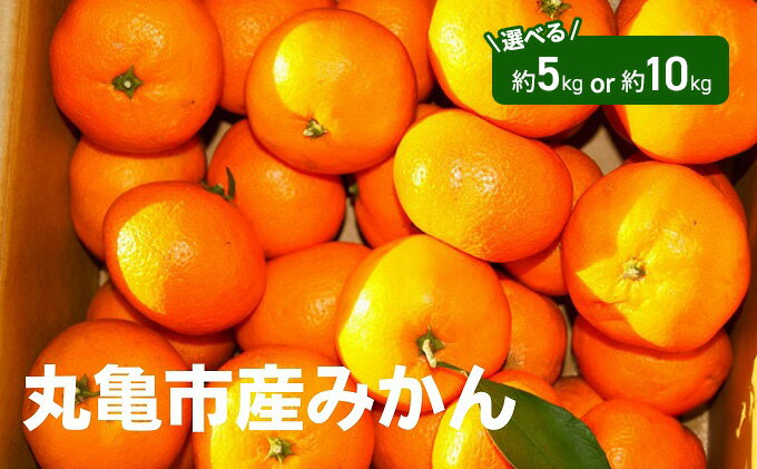 【ふるさと納税】 先行予約 みかん 選べる容量 約5kg 10kg 柑橘 ミカン 蜜柑 オレンジ 温州みかん デザート スイーツ アイス シャーベット ジェラート 果物 くだもの フルーツ 果実 ふるさと納税みかん ふるさと納税柑橘 ギフト 贈答用 プレゼント ふるさと納税 サムネイル2