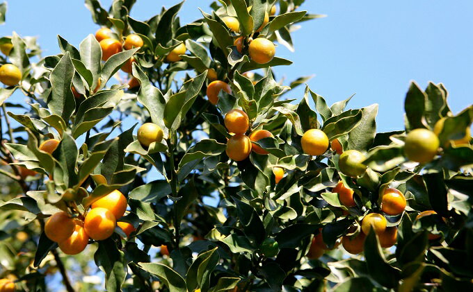 【ふるさと納税】 先行予約 みかん 選べる容量 約5kg 10kg 柑橘 ミカン 蜜柑 オレンジ 温州みかん デザート スイーツ アイス シャーベット ジェラート 果物 くだもの フルーツ 果実 ふるさと納税みかん ふるさと納税柑橘 ギフト 贈答用 プレゼント ふるさと納税 サムネイル3