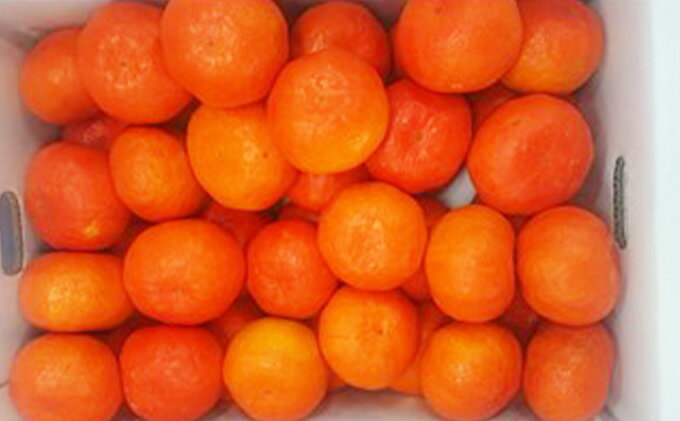 【ふるさと納税】 先行予約 みかん 約3kg 5kg 紅みかん 柑橘 ミカン 蜜柑 温州みかん オレンジ 果物 くだもの フルーツ ふるさと納税 甘い 糖度 人気 おすすめ デザート スイーツ アイス シャーベット ゼリー ふるさと納税みかん ふるさと納税柑橘 お取り寄せ 送料無料 サムネイル2