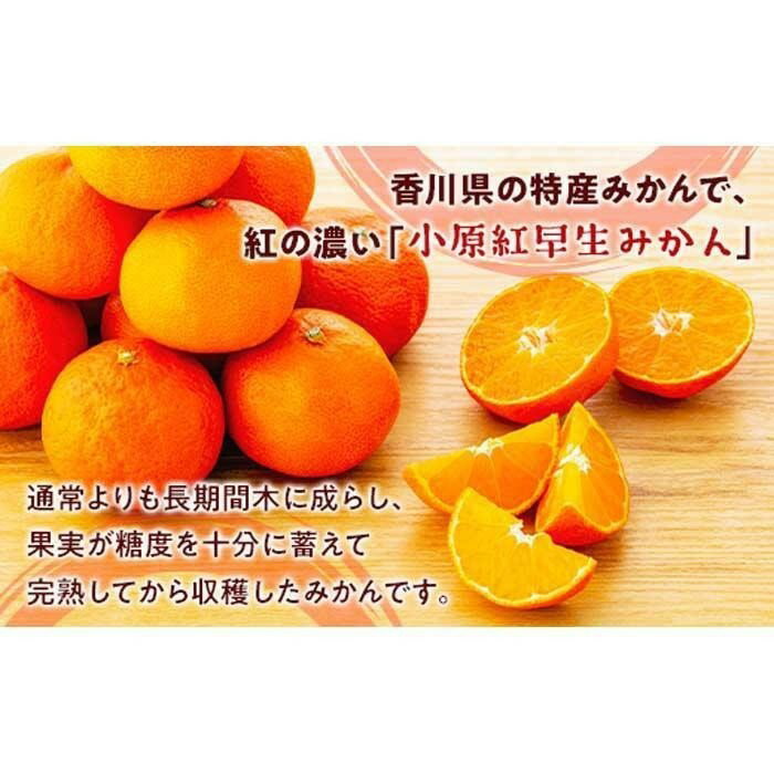 【ふるさと納税】越冬完熟みかん（小原紅早生）約3kg | 香川県 坂出市 香川 四国 楽天ふるさと 納税 返礼品 支援 お取り寄せグルメ 取り寄せ グルメ 食品 フルーツ 果物 くだもの みかん ミカン 蜜柑 柑橘 柑橘類 かんきつ類 かんきつ 早生みかん わせミカン 早生ミカン サムネイル2