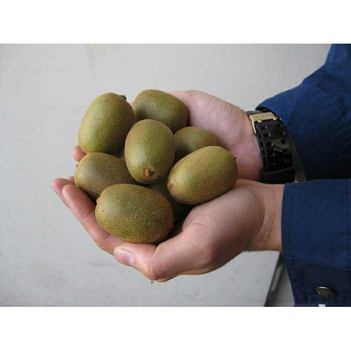 【ふるさと納税】さぬきキウイっこ　約2kg×2箱 | 香川県 坂出市 香川 四国 楽天ふるさと お取り寄せグルメ 取り寄せ グルメ 食品 フルーツ 果物 くだもの キウイ キウイフルーツ キュウイ 特産品 ご自宅用 家庭用 果実 お取り寄せ おいしい ご当地 美味しい サムネイル3