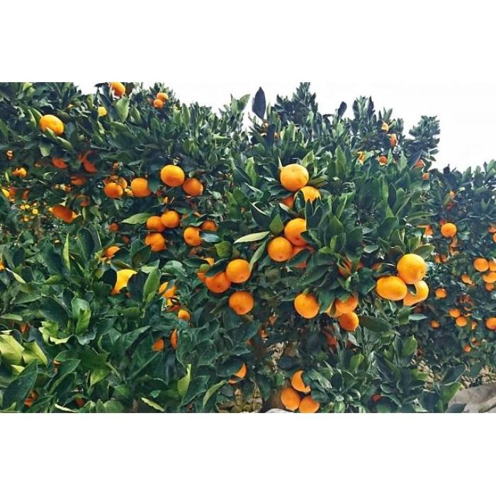 【ふるさと納税】【定期便6回】野菜ソムリエの選ぶ日本の地中海、瀬戸内海の旬の果物 | 香川県 坂出市 香川 四国 楽天ふるさと 納税 返礼品 支援 お取り寄せグルメ 取り寄せ グルメ 食品 フルーツ 果物 くだもの フルーツ定期便 定期 特産品 旬の味覚 ご当地 おいしい サムネイル2