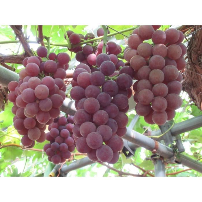 【ふるさと納税】【定期便6回】野菜ソムリエの選ぶ日本の地中海、瀬戸内海の旬の果物 | 香川県 坂出市 香川 四国 楽天ふるさと 納税 返礼品 支援 お取り寄せグルメ 取り寄せ グルメ 食品 フルーツ 果物 くだもの フルーツ定期便 定期 特産品 旬の味覚 ご当地 おいしい サムネイル3