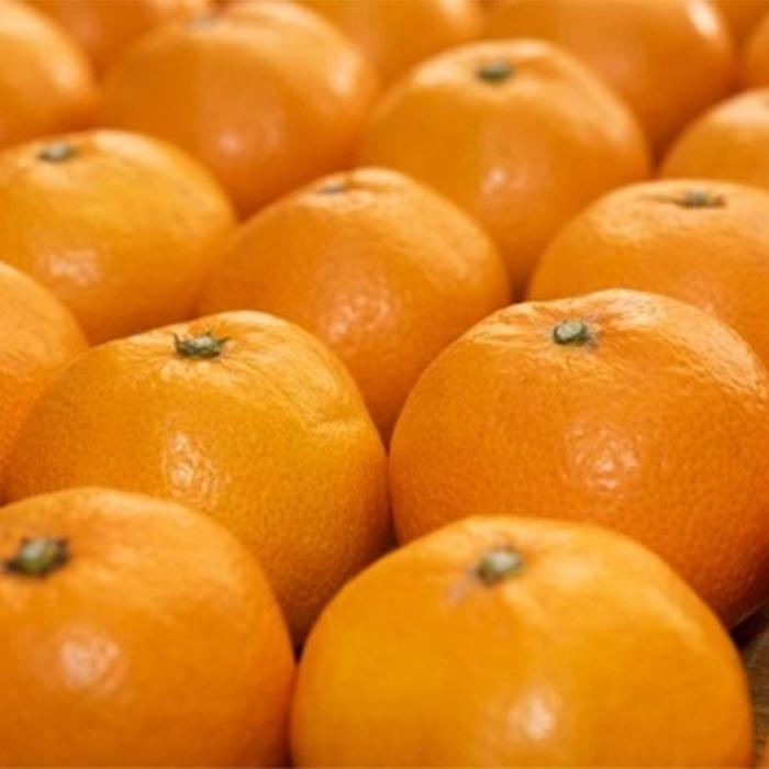 【ふるさと納税】坂出市王越町の温州みかん 10kg（約5kg×2箱） | 香川県 坂出市 香川 四国 楽天ふるさと 納税 返礼品 支援 お取り寄せグルメ 取り寄せ グルメ 食品 フルーツ 果物 くだもの みかん ミカン 蜜柑 柑橘 柑橘類 かんきつ類 サムネイル2