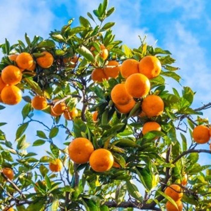 【ふるさと納税】坂出市王越町の温州みかん 10kg（約5kg×2箱） | 香川県 坂出市 香川 四国 楽天ふるさと 納税 返礼品 支援 お取り寄せグルメ 取り寄せ グルメ 食品 フルーツ 果物 くだもの みかん ミカン 蜜柑 柑橘 柑橘類 かんきつ類 サムネイル3