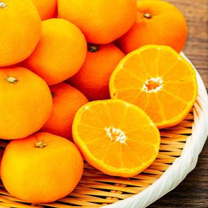 【ふるさと納税】坂出市産「さぬきのみかん」 約5.6kg（約2.8kg×2箱） | 香川県 坂出市 香川 四国 楽天ふるさと 納税 返礼品 支援 お取り寄せグルメ 取り寄せ グルメ 食品 フルーツ 果物 くだもの みかん ミカン 蜜柑 柑橘 柑橘類 かんきつ類 サムネイル3