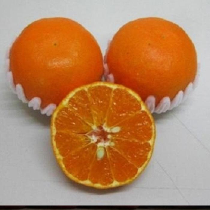 【ふるさと納税】新品種柑橘「あすみ」約1kg 化粧箱入り | 香川県 坂出市 香川 四国 楽天ふるさと 納税 返礼品 支援 お取り寄せグルメ 取り寄せ グルメ 食品 フルーツ 果物 くだもの 柑橘 柑橘類 かんきつ類 かんきつ ご自宅用 家庭用 お取り寄せ 特産品 ご当地 おいしい サムネイル3