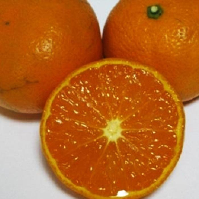 【ふるさと納税】農6号みかん（のうろく）約5kg | 坂出市 香川 四国 納税 返礼品 支援 お取り寄せグルメ 取り寄せ グルメ 食品 フルーツ 果物 くだもの みかん ミカン 蜜柑 柑橘 かんきつ ご自宅用 家庭用 おいしい サムネイル2