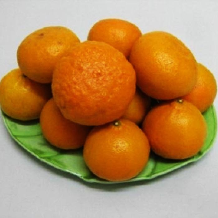 【ふるさと納税】農6号みかん（のうろく）約5kg | 坂出市 香川 四国 納税 返礼品 支援 お取り寄せグルメ 取り寄せ グルメ 食品 フルーツ 果物 くだもの みかん ミカン 蜜柑 柑橘 かんきつ ご自宅用 家庭用 おいしい サムネイル3