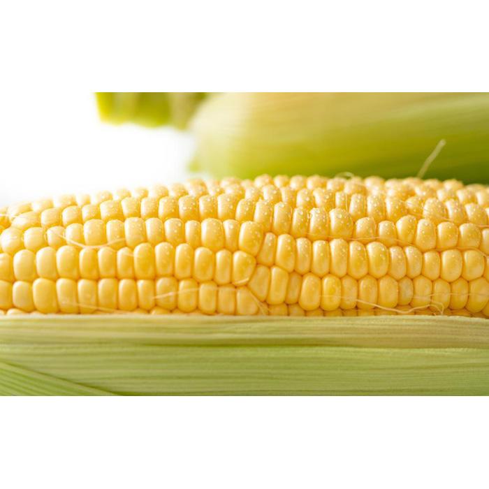 【ふるさと納税】＜2026年6月中旬以降発送・先行予約＞とうもろこし イエローコーン 約4.5kg ( 12 ～ 20本 ) | 野菜 やさい 食品 人気 おすすめ 送料無料 - 画像2