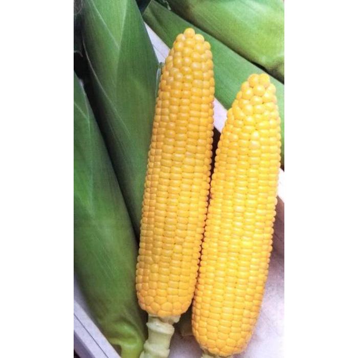【ふるさと納税】＜2026年6月中旬以降発送・先行予約＞とうもろこし イエローコーン 約4.5kg ( 12 ～ 20本 ) | 野菜 やさい 食品 人気 おすすめ 送料無料 - 画像3