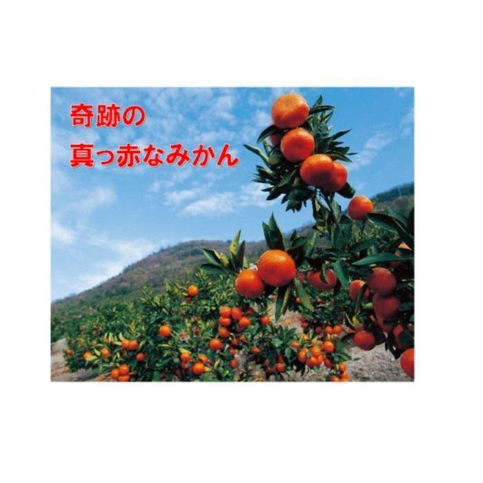 【ふるさと納税】＜2025年12月発送＞坂出ふれあい産直市の小原紅早生 約5kg（箱） | フルーツ 果物 くだもの 食品 人気 おすすめ 送料無料 サムネイル2
