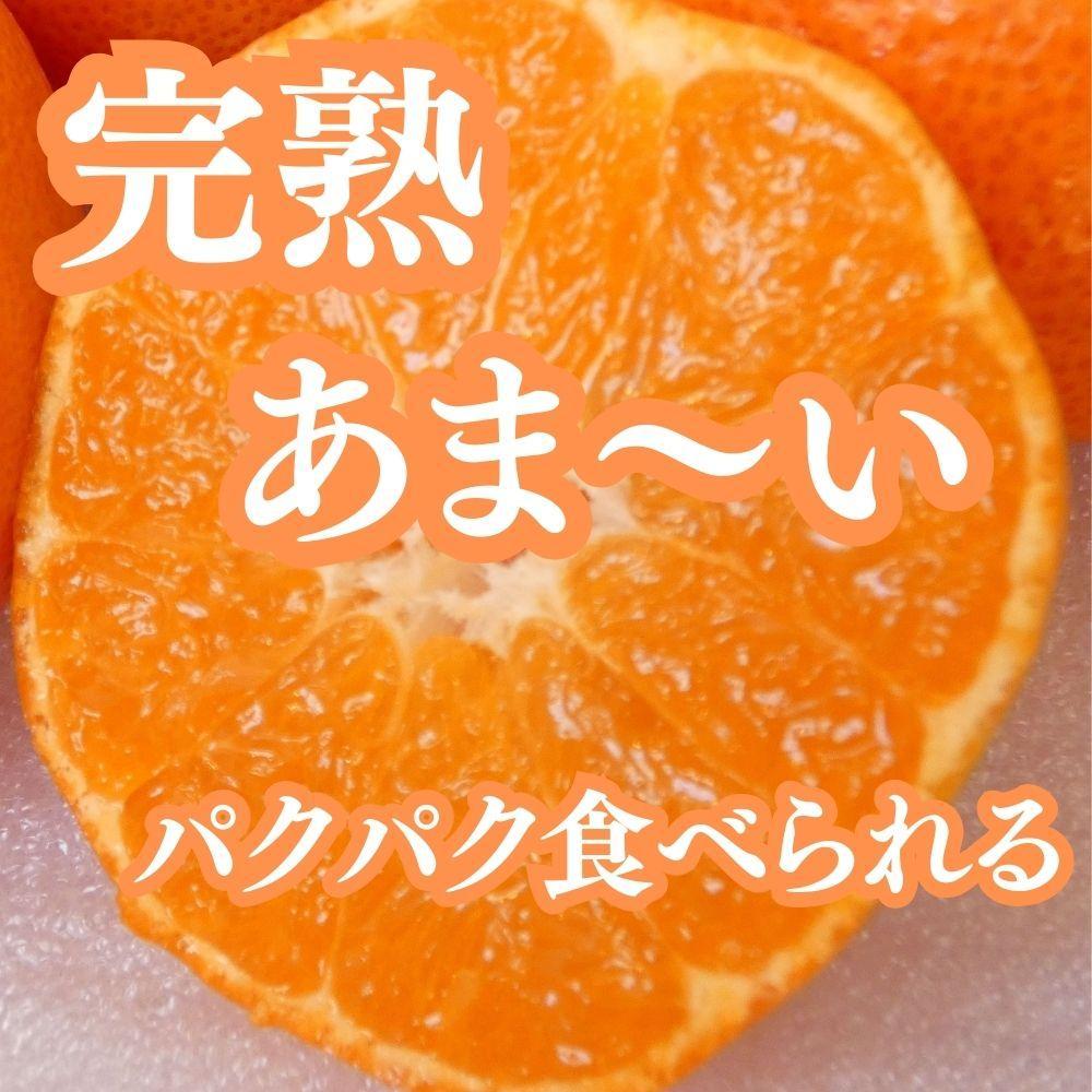 【ふるさと納税】坂出特産みかん 約5kg入り（SまたはMサイズ） | フルーツ 果物 くだもの 食品 人気 おすすめ 送料無料 サムネイル2