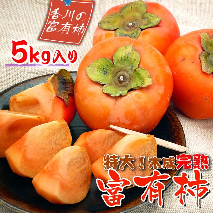 一度は食べたい香川産の完熟富有柿の詰め合わせ約5kg | 香川県 坂出市 香川 四国 楽天ふるさと 納税 返礼品 お取り寄せグルメ 取り寄せ グルメ 食品 フルーツ 果物 くだもの 柿 カキ かき 富有柿 自宅用 家庭用 お取り寄せ 特産品 ご当地 おいしい 美味しい