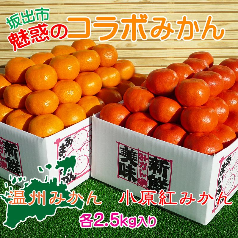 ≪先行受注≫小原紅早生 & 完熟温州 セット 約5kg ( 小原紅早生みかん約2.5kg & 完熟温州みかん約2.5kg ) S ～ Lサイズ ｜ みかん | フルーツ 果物 くだもの 食品 人気 おすすめ 送料無料