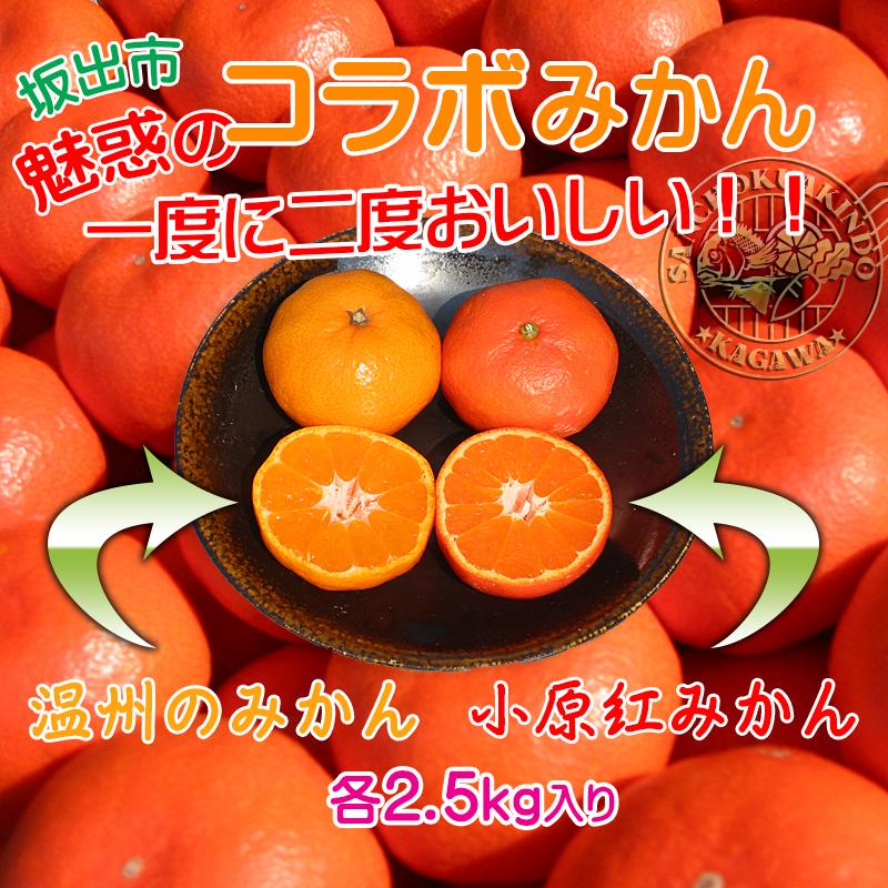 【ふるさと納税】≪先行受注≫小原紅早生 & 完熟温州 セット 約5kg ( 小原紅早生みかん約2.5kg & 完熟温州みかん約2.5kg ) S ～ Lサイズ ｜ みかん | フルーツ 果物 くだもの 食品 人気 おすすめ 送料無料 サムネイル3