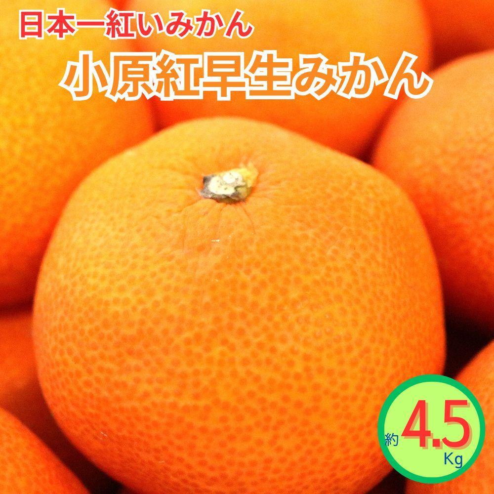小原紅早生みかん（露地）約4.5kg | フルーツ 果物 くだもの 食品 人気 おすすめ 送料無料