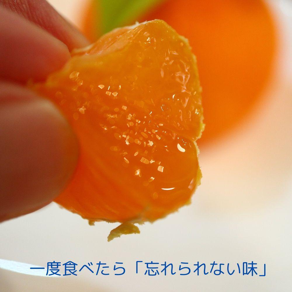 【ふるさと納税】小原紅早生みかん（露地）約4.5kg | フルーツ 果物 くだもの 食品 人気 おすすめ 送料無料 サムネイル3