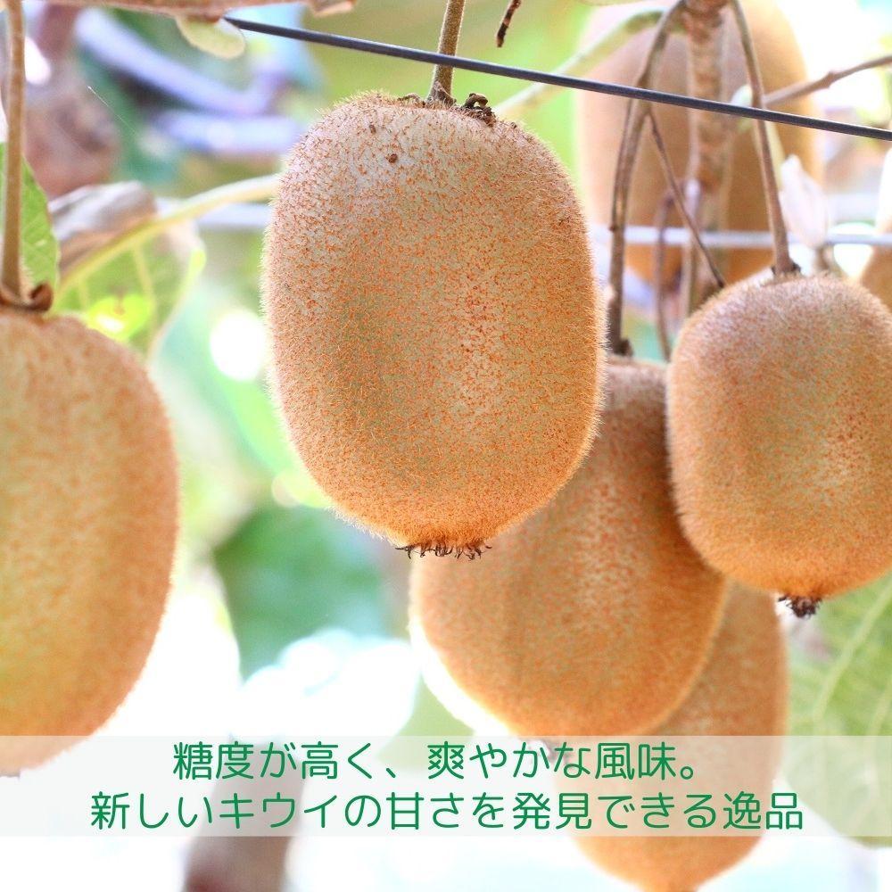 【ふるさと納税】＜先行受付　2025年発送＞香緑　キウイフルーツ 約3.0kg | フルーツ 果物 くだもの 食品 人気 おすすめ 送料無料 サムネイル3