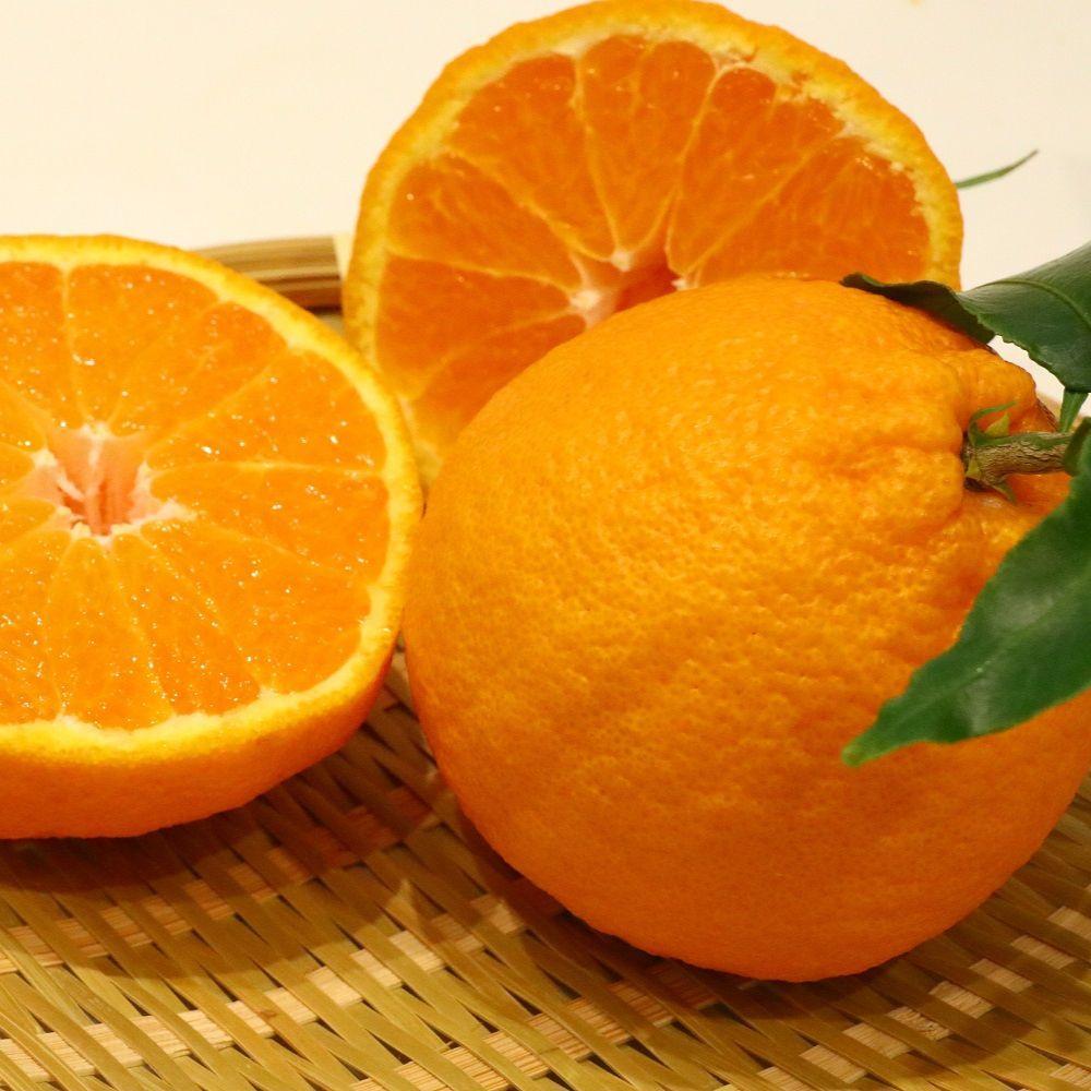 【ふるさと納税】ハウス不知火　約2.7kg | フルーツ 果物 くだもの 食品 人気 おすすめ 送料無料 サムネイル3