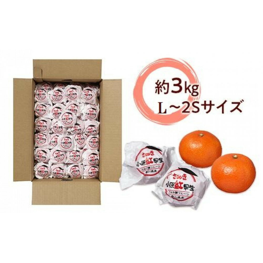 【ふるさと納税】越冬完熟みかん（小原紅早生）約3kg | 香川県 坂出市 香川 四国 楽天ふるさと 納税 返礼品 支援 お取り寄せグルメ 取り寄せ グルメ 食品 フルーツ 果物 くだもの みかん ミカン 蜜柑 柑橘 柑橘類 かんきつ類 かんきつ 早生みかん わせミカン 早生ミカン サムネイル3