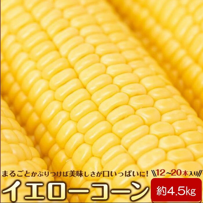 ＜2026年6月中旬以降発送・先行予約＞とうもろこし イエローコーン 約4.5kg ( 12 ～ 20本 ) | 野菜 やさい 食品 人気 おすすめ 送料無料