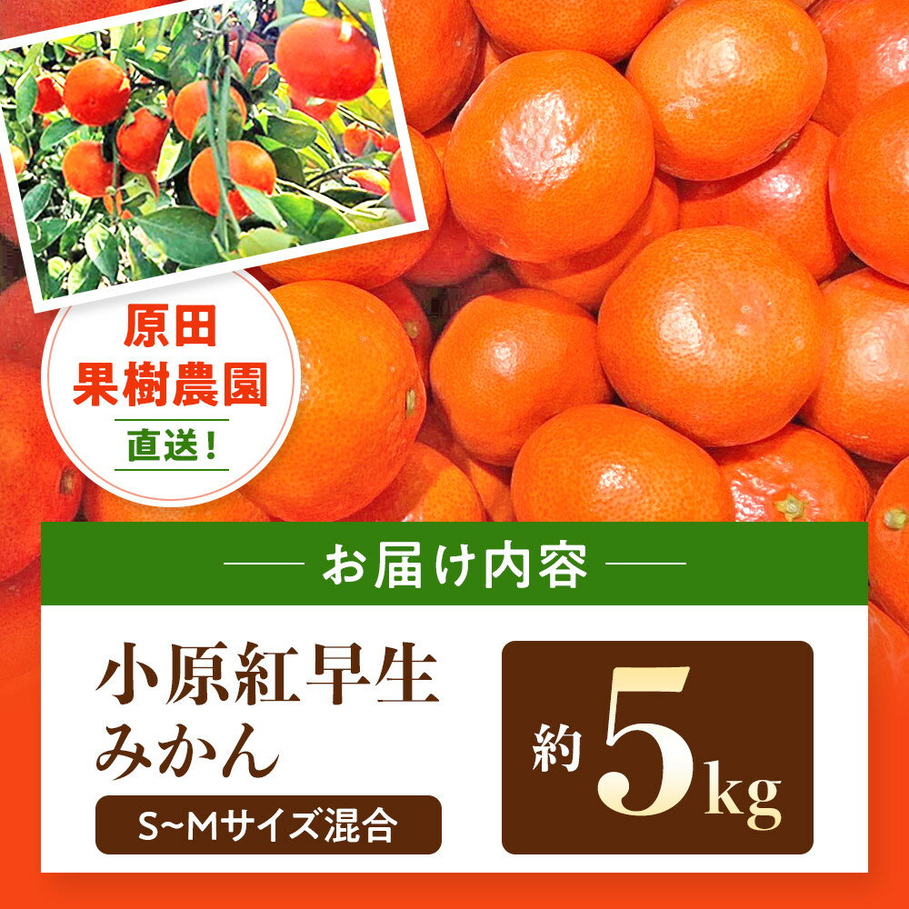 【ふるさと納税】原田果樹農園直送！ 小原紅早生みかん 約5kg（S~Mサイズ混合）数量限定 サムネイル3
