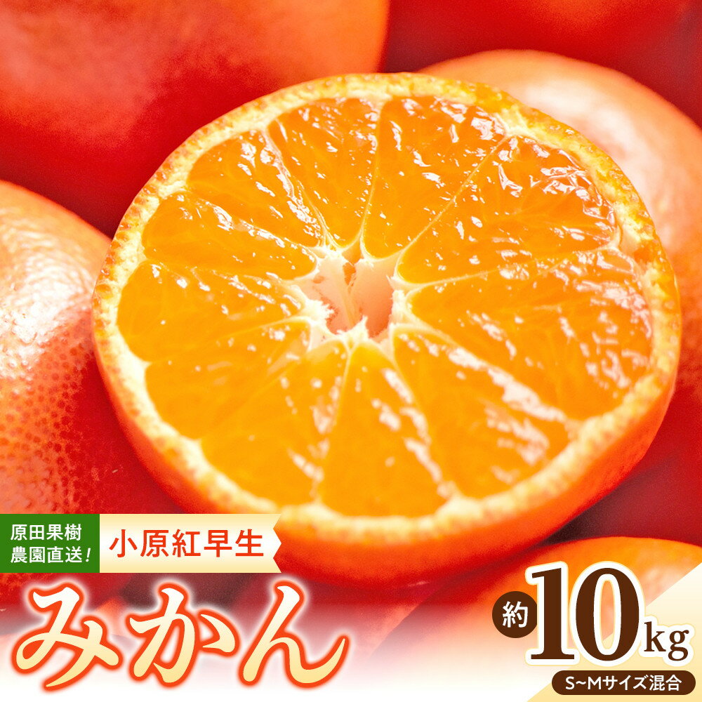 原田果樹農園直送！ 小原紅早生みかん 約10kg（S~Mサイズ混合）数量限定