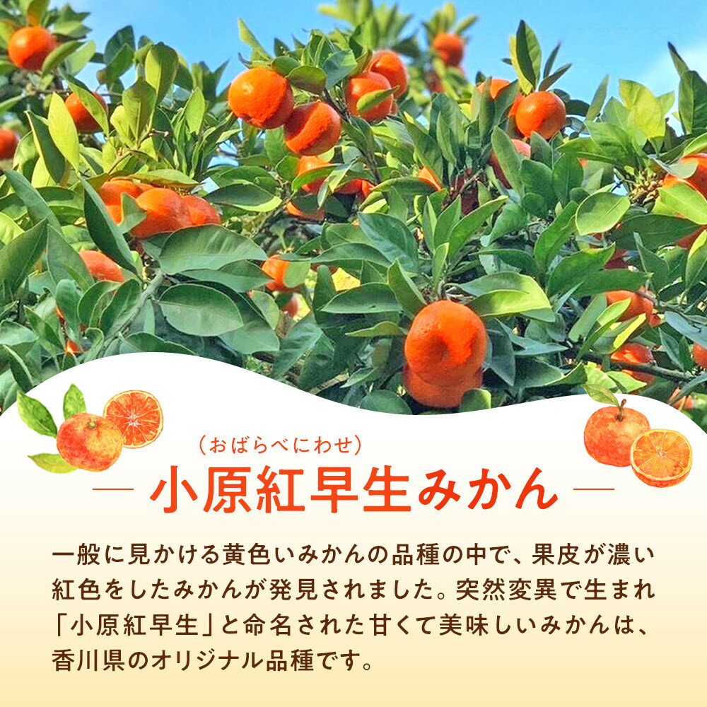 【ふるさと納税】原田果樹農園直送！ 小原紅早生みかん 約10kg（S~Mサイズ混合）数量限定 サムネイル2