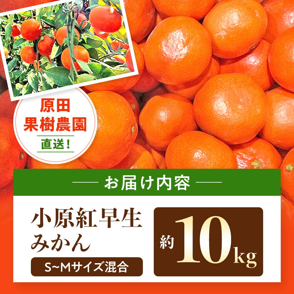 【ふるさと納税】原田果樹農園直送！ 小原紅早生みかん 約10kg（S~Mサイズ混合）数量限定 サムネイル3