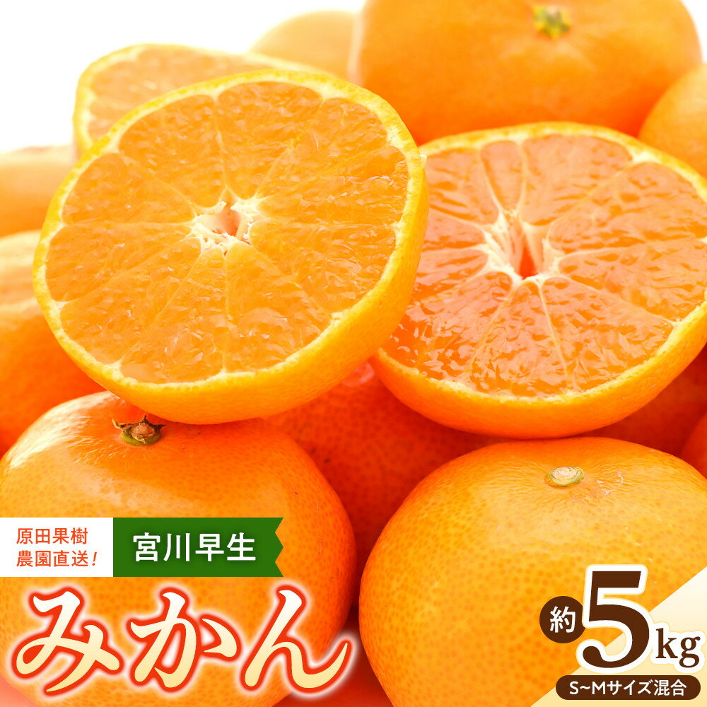 原田果樹農園直送！ 宮川早生みかん 約5kg（S~Mサイズ混合）数量限定