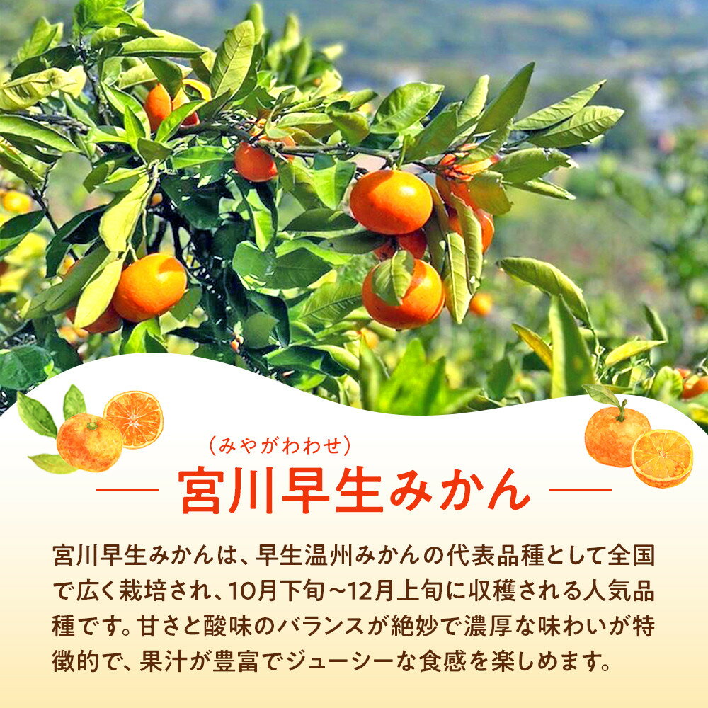 【ふるさと納税】原田果樹農園直送！ 宮川早生みかん 約5kg（S~Mサイズ混合）数量限定 サムネイル2