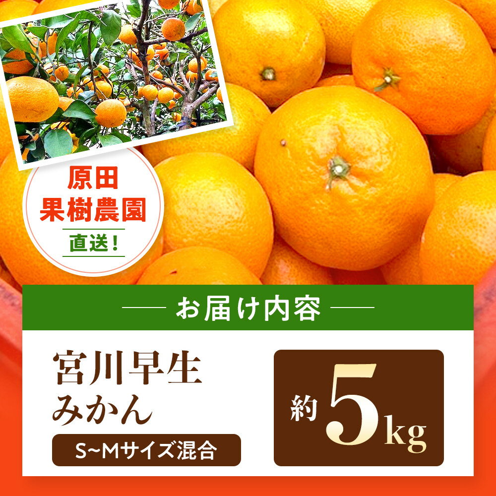 【ふるさと納税】原田果樹農園直送！ 宮川早生みかん 約5kg（S~Mサイズ混合）数量限定 サムネイル3