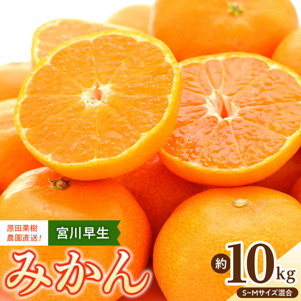 原田果樹農園直送！ 宮川早生みかん 約10kg（S~Mサイズ混合）数量限定