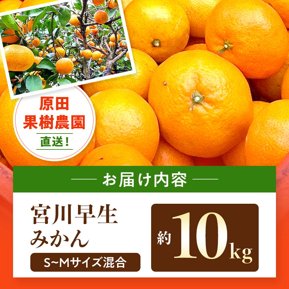 【ふるさと納税】原田果樹農園直送！ 宮川早生みかん 約10kg（S~Mサイズ混合）数量限定 サムネイル3