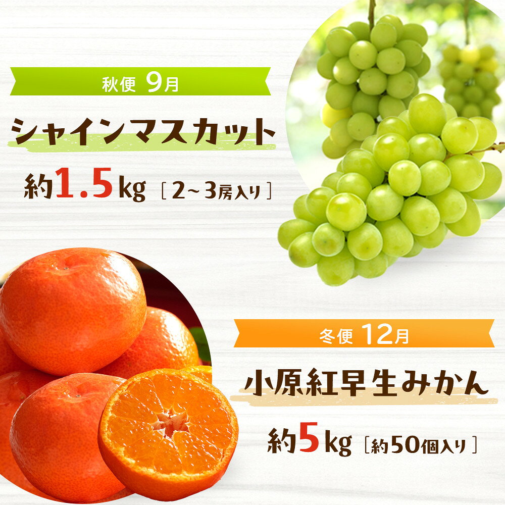 【ふるさと納税】＜定期便＞四季の美味しい果物詰め　年間4回に分けてお届け！ | フルーツ 果物 くだもの 食品 人気 おすすめ 送料無料 サムネイル3