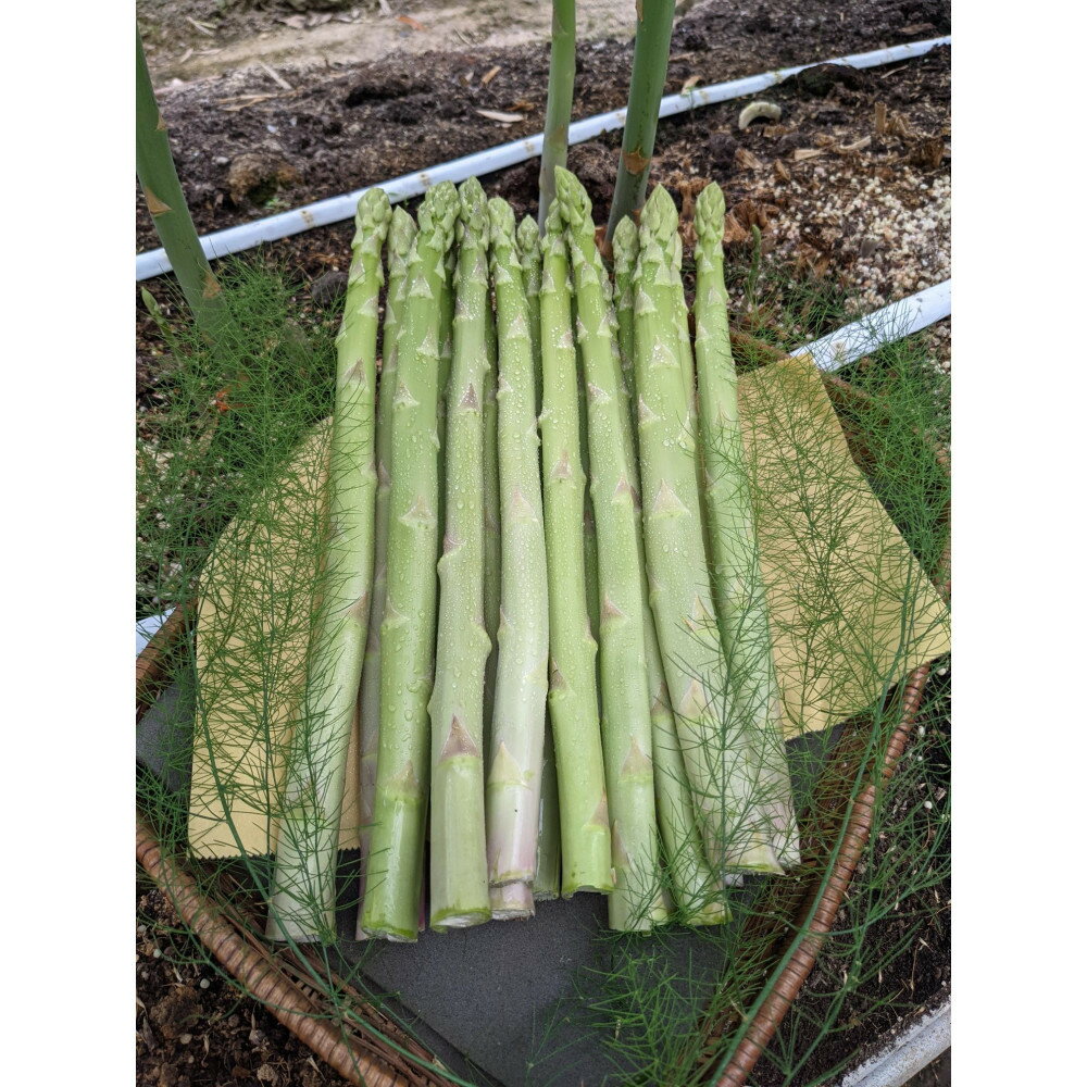 ＜2026年4月から発送＞坂出ふれあい産直市のアスパラガス「さぬきのめざめ」約1kg